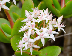 Crassula ovata