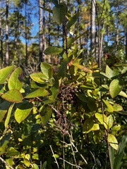 Zenobia pulverulenta