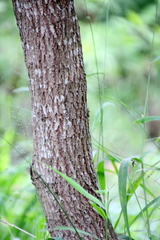 Leucaena pulverulenta