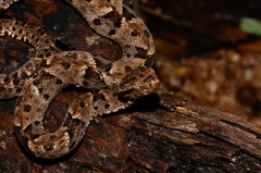 Bothrops atrox