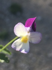 Viola kitaibeliana