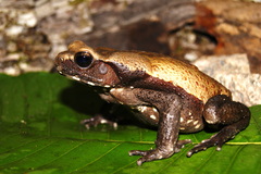 Rhaebo guttatus