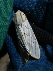 Rhodogastria similis