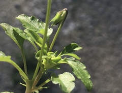 Viola kitaibeliana