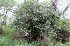 Xylosma flexuosa