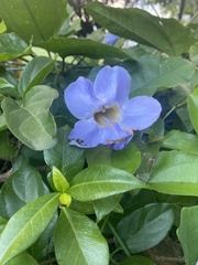 Thunbergia grandiflora