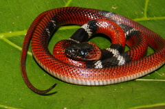 Oxyrhopus melanogenys