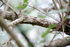 Xylosma flexuosa