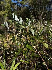 Zenobia pulverulenta