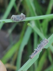 Entomophthorales