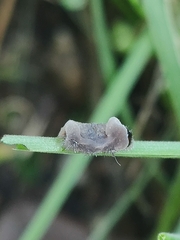 Entomophthorales