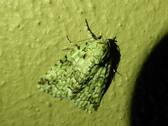 Blenina squamifera