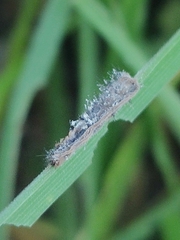Entomophthorales
