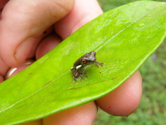 Osteocephalus taurinus