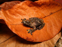 Dendropsophus marmoratus