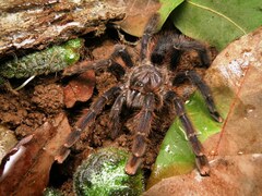 Avicularia