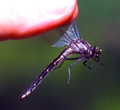 Hylogomphus adelphus