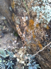 Dudleya saxosa collomiae