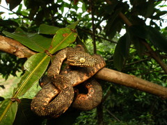 Corallus hortulana