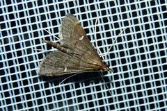 Dolicharthria punctalis