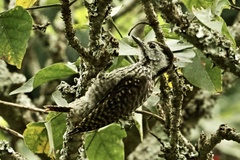 Chloropicus fuscescens