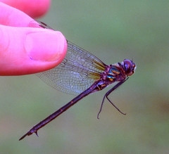 Somatochlora williamsoni