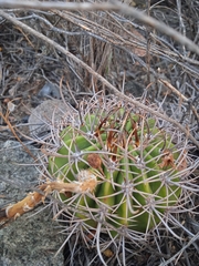 Echinopsis leucantha