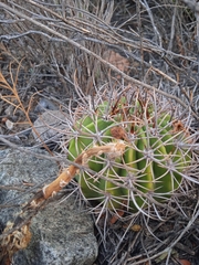 Echinopsis leucantha
