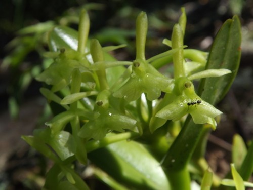 Epidendrum erectifolium Hágsater 2