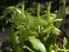 Epidendrum erectifolium