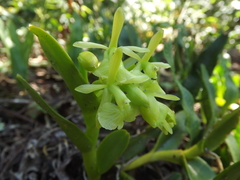 Epidendrum erectifolium