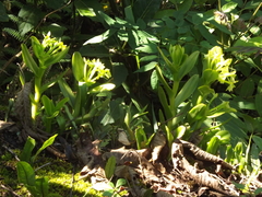 Epidendrum erectifolium