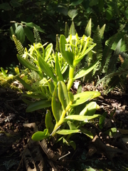 Epidendrum erectifolium
