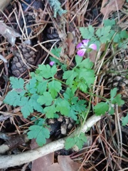 Geranium robertianum