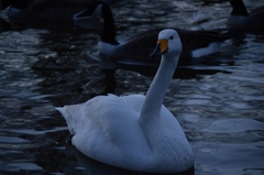 Cygnus cygnus