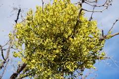 Phoradendron leucarpum