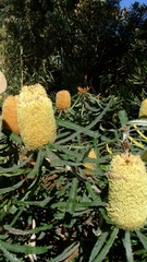 Banksia attenuata
