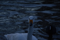 Cygnus cygnus