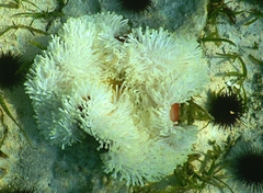 Heteractis magnifica