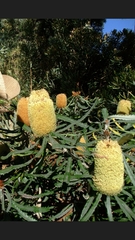 Banksia attenuata