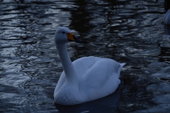 Cygnus cygnus