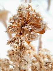 Rhopalomyia capitata