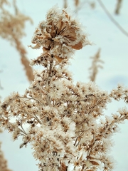 Rhopalomyia capitata