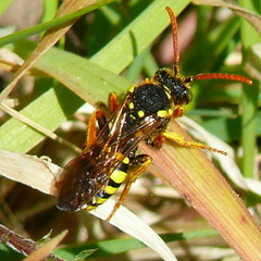 Nomada goodeniana