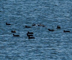 Podiceps nigricollis