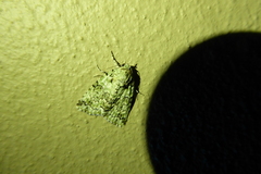 Blenina squamifera