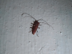 Neocompsa puncticollis