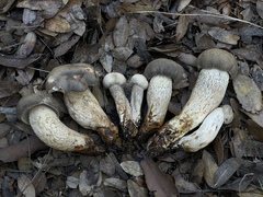 Retiboletus