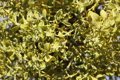 Phoradendron leucarpum