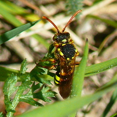 Nomada goodeniana